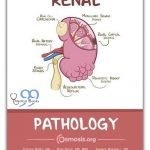 Osmosis Renal Pathology